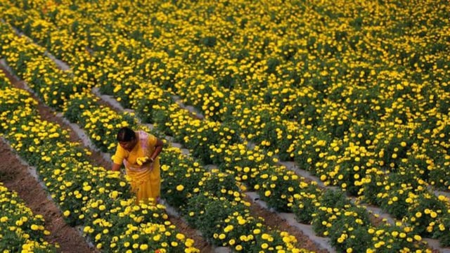 Maharashtra government has announced statewide ban on artificial flowers following sustained pressure from flower growers who claim their business has been severely affected. ((PIC FOR REPRESENTATION))