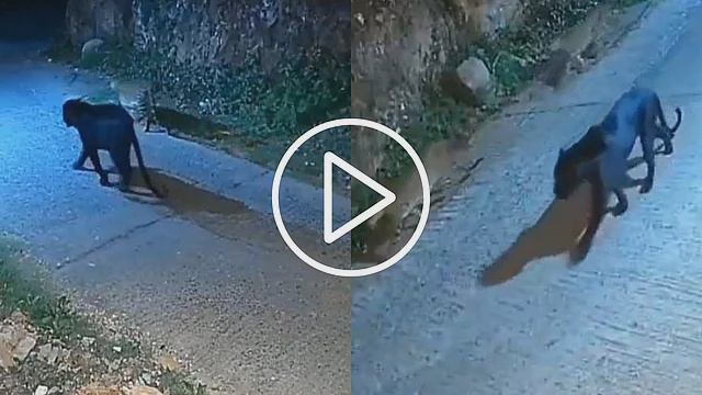 Viral Video: Stunning Black Panther And 2 Leopards Spotted Patrolling Together In Rare Sight On Nilgiri Road