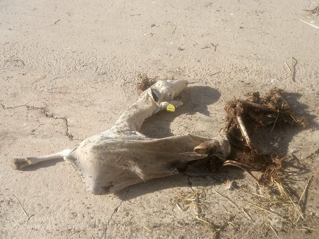 Oveja muerta y devorada por buitres en una explotación de los Serranos.