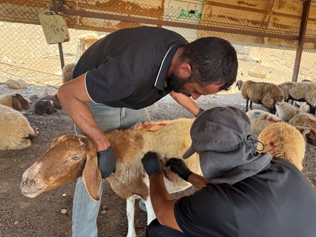 A veterinarian tends to a wounded sheep after settlers attacked a Bedouin community in the Jordan valley, in the Israeli-occupied West Bank, July 18, 2025. REUTERS/Ali Sawafta