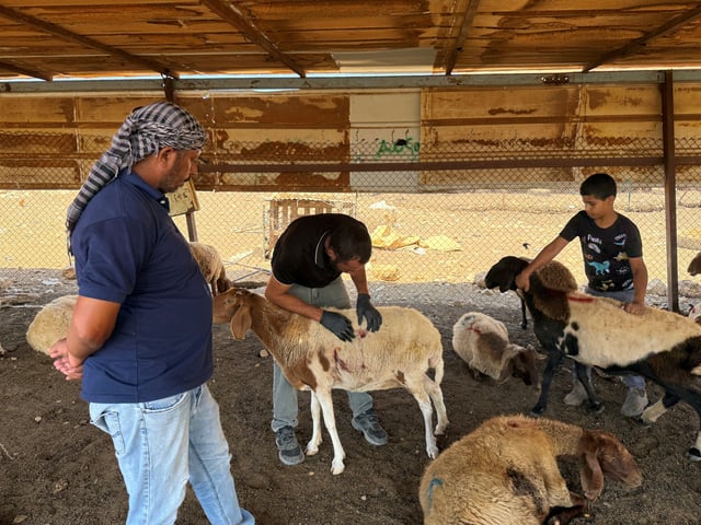 Palestinians checks wounded sheep after settlers attack a Bedouin community in the Jordan valley, in the Israeli-occupied West Bank, July 18, 2025. REUTERS/Ali Sawafta