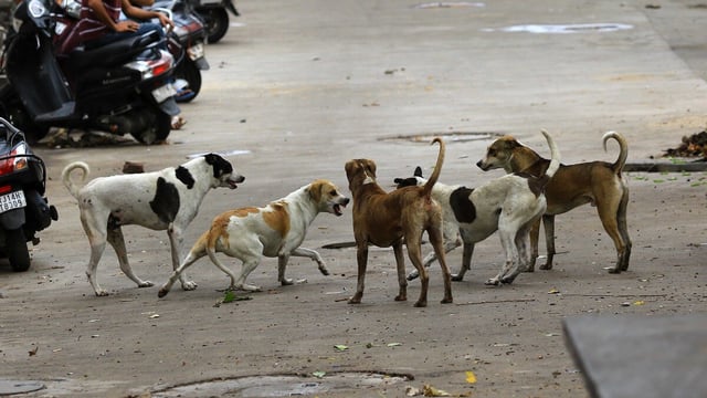 Kerala to launch month-long stray dog vaccination drive and expand sterilisation centres.