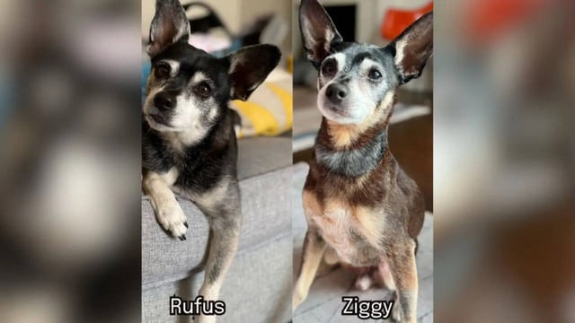 Family Finds Out Their Newly Adopted Dog Is Actually Their Late Pet’s Biological Father