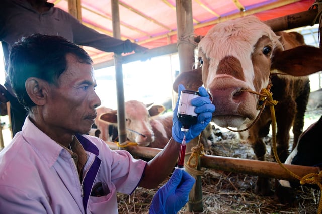 Un vétérinaire indonésien injecte une dose de vitamine à une vache en prévention de la dermatose bovine, au marché de Bogor en Indonésie en juin 2023.