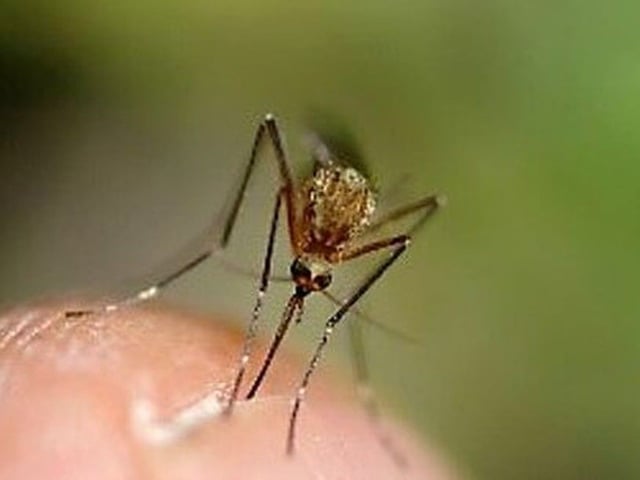 File photo of a mosquito.