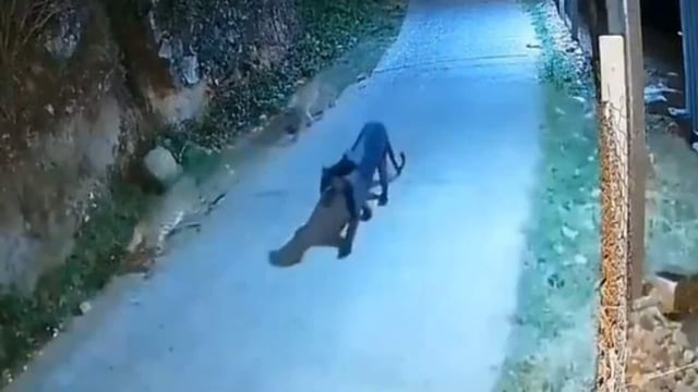 A viral clip showed a black panther strolling with two spotted leopards in the Nilgiris.