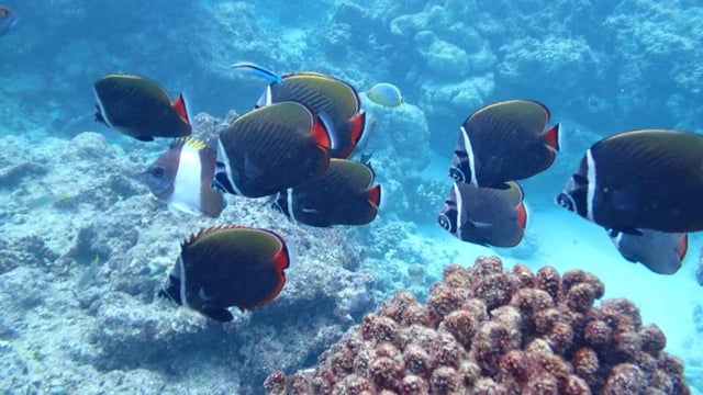 Residents said that Bitra Island has a 45 sq km lagoon area that is primarily used by fishermen from Bitra and other islands.