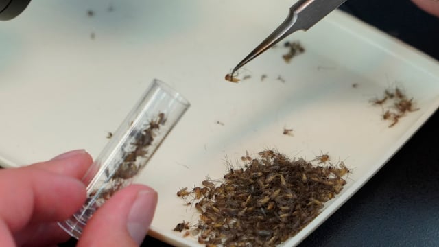 A lab worker examines trapped mosquitoes for signs of West Nile Virus and other diseases at the Orange County Mosquito and Vector Control District laboratory in California