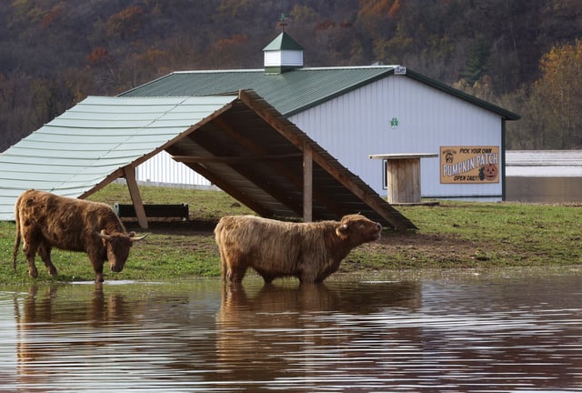 Highland cattle Pebbles, left, and Bam Bam, residents of Brookdale Farms near Eureka, Mo., enjoy floodwater from the confluence of the Meramec and Big rivers as it begins to recede on Friday, Nov. 8, 2024.