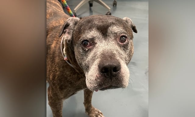 Rocky, the 1,000th animal brought into NYC ACC, bringing the shelter system to capacity. (NYCACC)