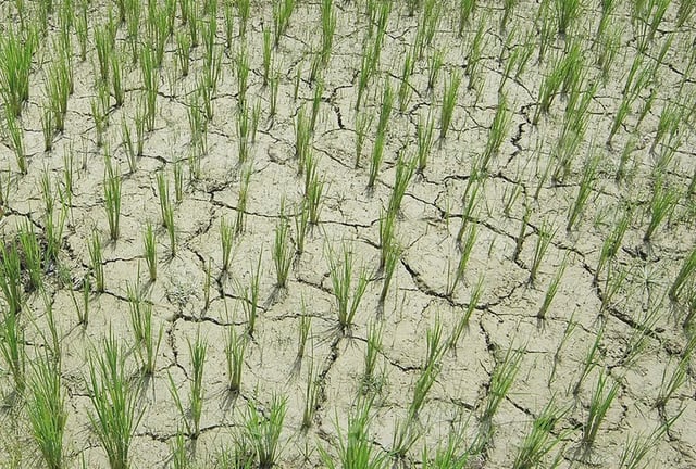 AASU stages statewide protests against ‘inept’ Irrigation department