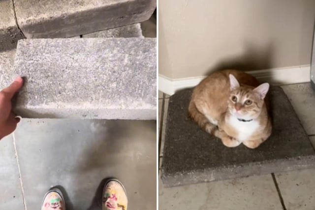 Pictures from TikTok of cat owners taking part in the new trend—buying their cats a concrete slab.
