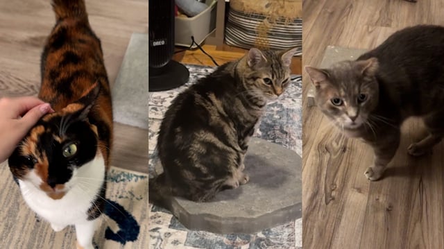 Does your cat ignore expensive toys and prefers plastic wrappers? Then this new concrete slab trend is for you!