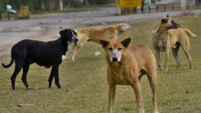 Karnataka reported more than 2 lakh dog bites in last six months. 