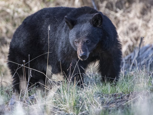 A Black bear forages for food near a stream on May 18, 2024 in Yellowstone National Park, Wyoming.