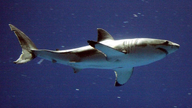 Shark Week is returning to Discovery this July