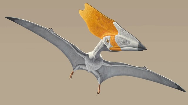 Researchers from China and Brazil analysed a fossilised pterosaur stomach and found it packed with plant material, confirming that some of these prehistoric creatures had a surprisingly varied diet.