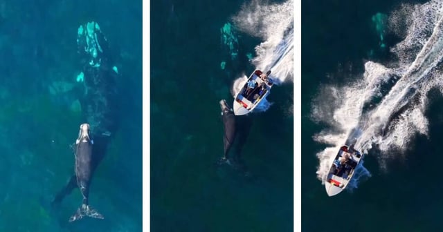 Stills from Michael Hatte's video of a whale calf being hit by a boat off Stanwell Park Beach. Pictures supplied