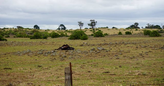 A dead cow at one of Mr Dare's properties. File picture