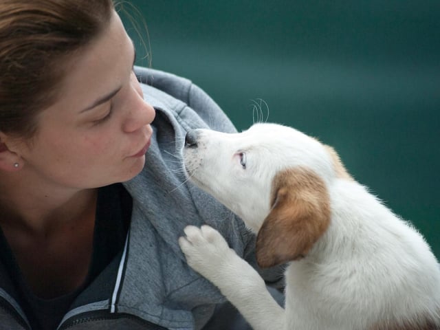 Enfermedades comunes en los perros. Foto: Unsplash
