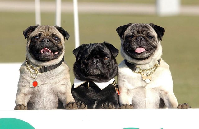 Tres pugs.