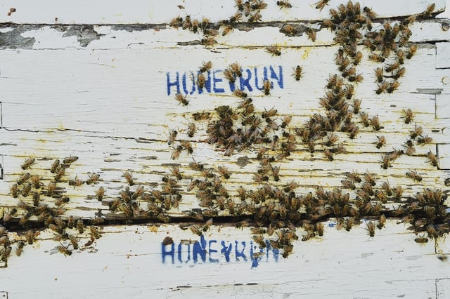 Honeybees gather on the outside of their hive Tuesday, June 24, 2025, in Williamsport, Ohio. (AP Photo/Joshua A. Bickel)