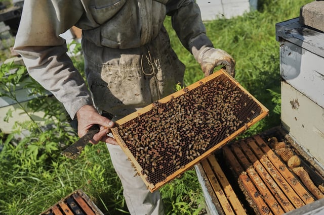 Isaac Barnes inspects a honeycomb from one of his honeybee hives Tuesday, June 24, 2025, in Williamsport, Ohio. (AP Photo/Joshua A. Bickel)
