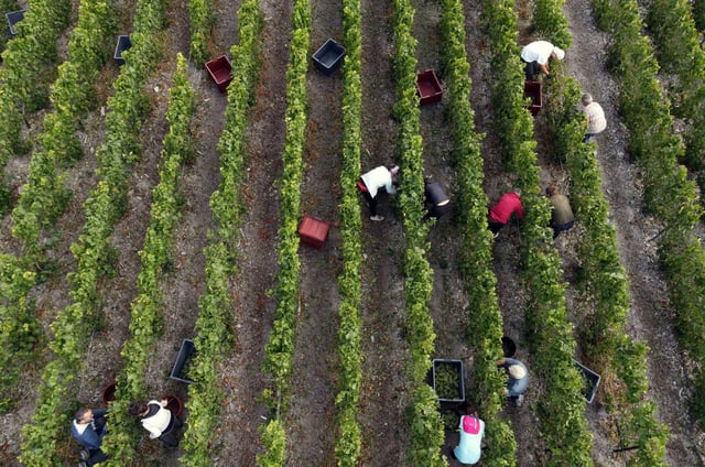 Trois personnes ont été condamnées lundi 21 juillet à de la prison ferme par le tribunal correctionnel de Châlons-en-Champagne dans le cadre du procès dit des « vendanges de la honte ». (Photo d’illustration)