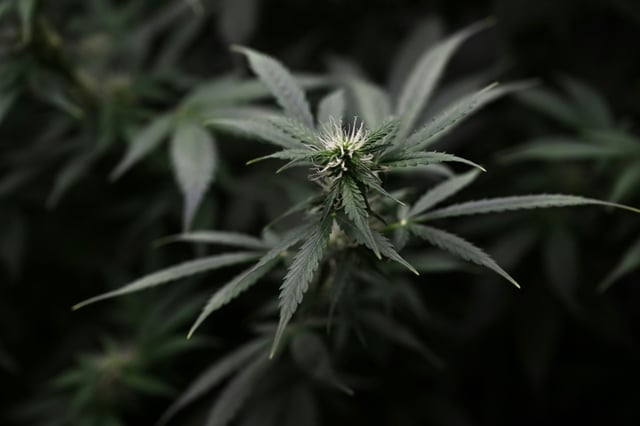In der Gemeinde Dithmarschen in Schleswig-Holstein haben Ermittler in einem Keller eine professionelle Cannabisplantage mit rund 1500 erntereifen Pflanzen entdeckt. Außerdem beschlagnahmten die Beamten rund sechs Kilo bereits verpacktes Cannabis.