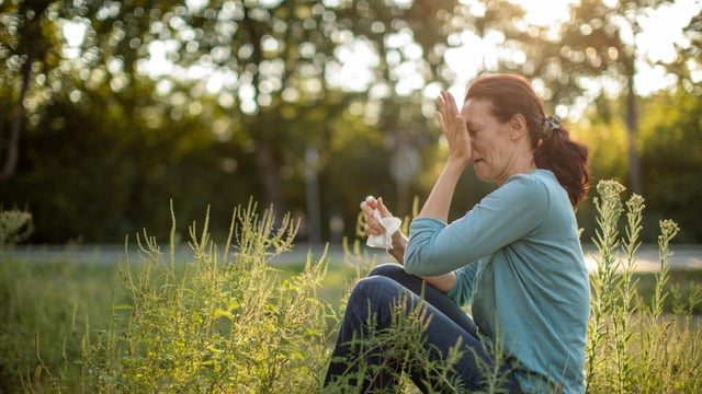 About one in four hay fever sufferers in the UK are allergic to tree pollen