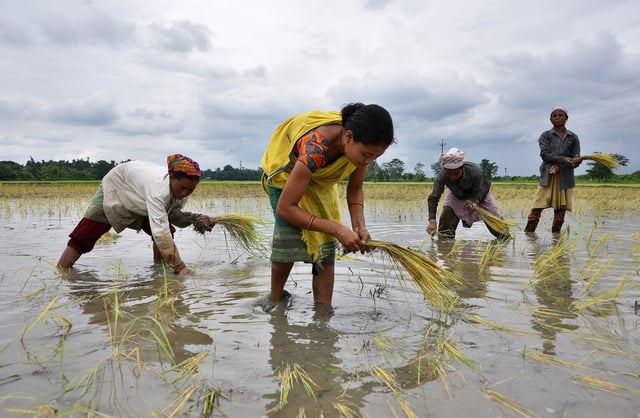 Women plant rice saplings at a paddy field in a village in Nagaon district, in the northeastern state of Assam, India, July 3, 2018. REUTERS/Anuwar Hazarika/File Photo