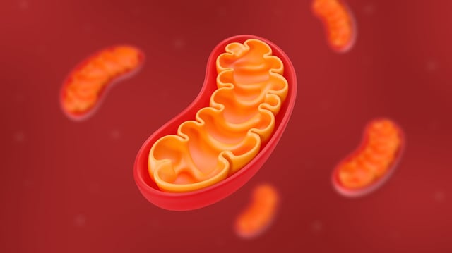 A detailed 3D illustration of mitochondria, the energy-producing organelles in a cell.