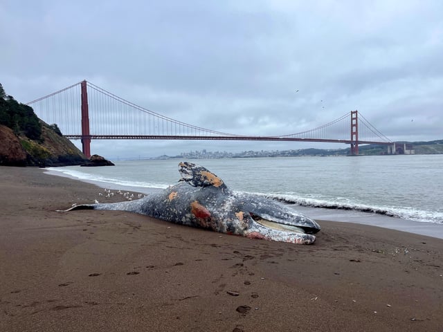 Dead gray whale near the Golden Gate Bridge.  Photo by Marjorie Cox/ The Marine Mammal Center (May 28, 2025) 
