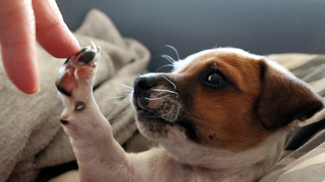 Estudios científicos señalan que convivir con un perro reduce el estrés, fomenta el ejercicio y mejora la calidad de vida en todas las edades/Foto: Canva