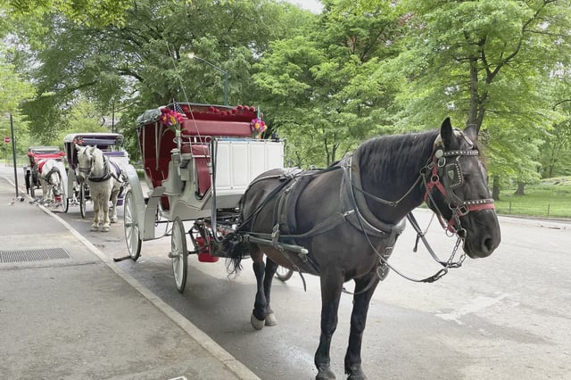 Carriage horses line one of the entrances to Central Park as drivers try to persuade tourists to take a horse-drawn carriage ride around the park.