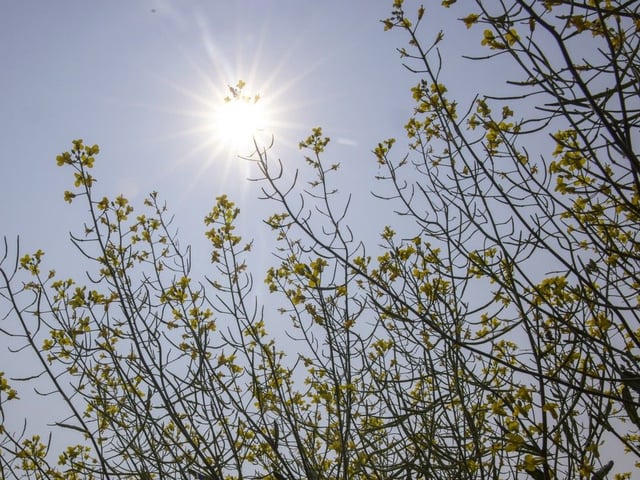Saskatchewan's government and Ottawa say they're providing additional support to a farm income stabilization program in response to trade issues and dry conditions.