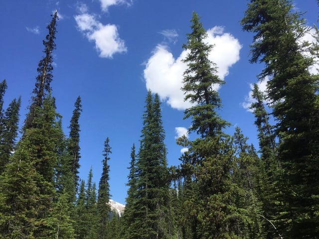 In this July 6, 2017 photo, coniferous trees in Yoho National Park reach toward the sky with snow-topped mountains in the background in Canada's stretch of the Rocky Mountains, straddling the border of British Columbia and Alberta. 