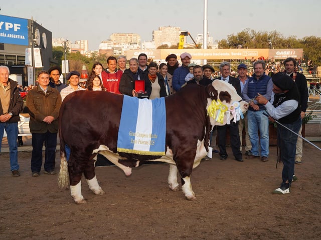 exposición rural 2025 
gran campeón Braford 
Foto Marcelo Carroll - FTP CLARIN CAR05682.JPG Z