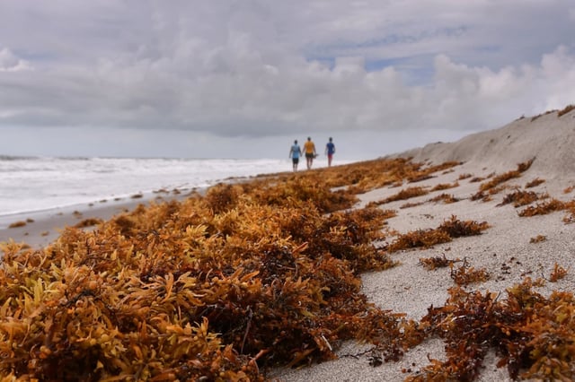 La invasión de sargazo transforma por completo el paisaje de las playas del Caribe