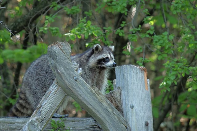 Raccoons are common in cities, where they scavenge for food.