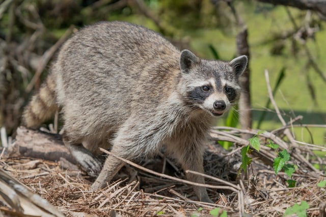 Raccoon (Shutterstock)