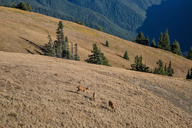 Deer graze along a hillside at the Hurricane Ridge Visitor Center vista point, a popular destination overlooking the entire Olympic Mountain Range, on Sept. 16, 2021, near Port Angeles, Washington.