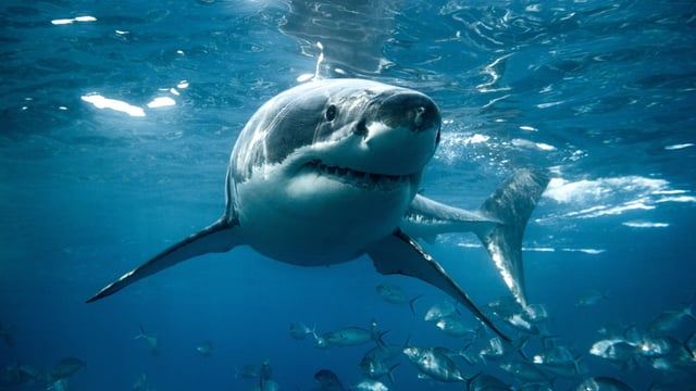 Great White Shark Spotted At Nantucket Harbor