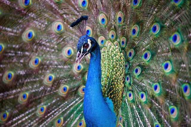 File photo of a peacock.