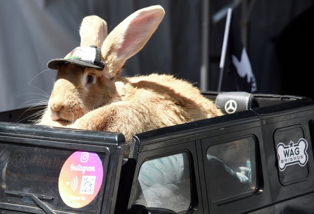 Alex the Great attends Outside Lands at Golden Gate Park on Aug. 13, 2023, in San Francisco.