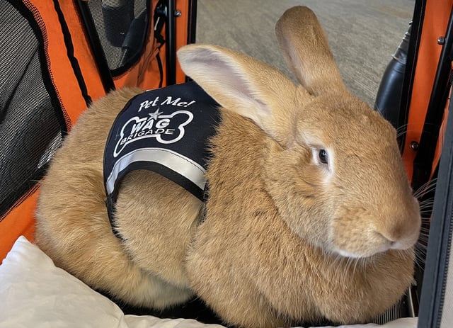 The 28-pound Flemish Giant rabbit stole hearts at a San Francisco Giants baseball game.
