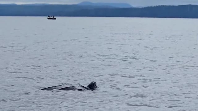 This sighting of a leatherback sea turtle off the B.C. coast has delighted and amazed nature lovers.