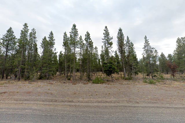 A view of trees located south of South Plateau Rd., near West Yellowstone, Montana.