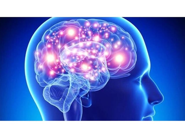 El cerebro representa el 2% del peso corporal (Imagen ilustrativa).