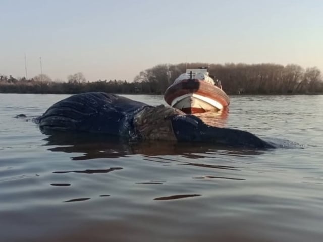 Encontraron una ballena muerta en Zárate